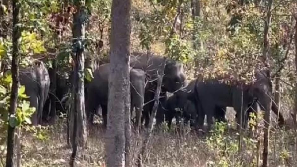 Elephant entered the house in Korba and killed the woman