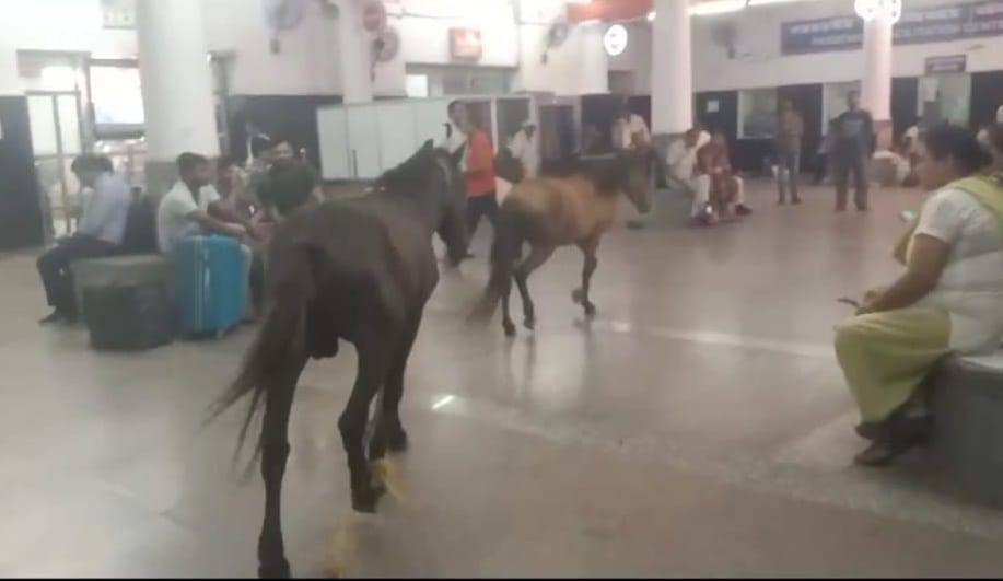Kanpur Central Station, Mules ran among passengers on platform one, RPF chased them and drove them to the cant