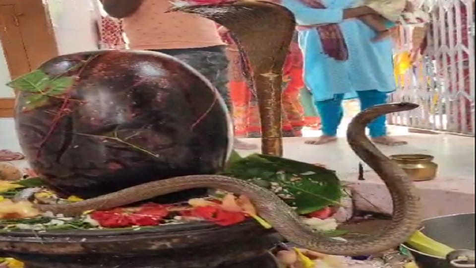 Snake wrapped around Shivling for hours on the day of Nagpanchami in Ambikapur