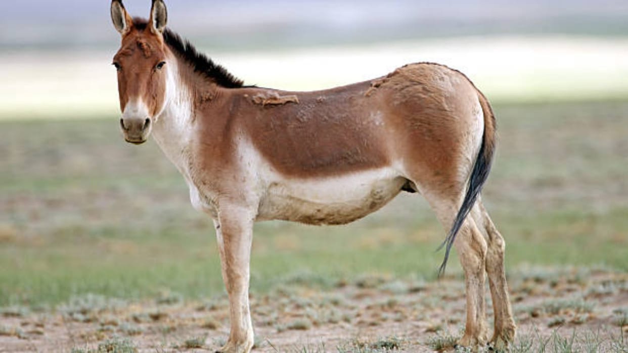 Ajab-Gajab: people happily served sweets to donkeys in mandsaur madhya pradesh rain weather update