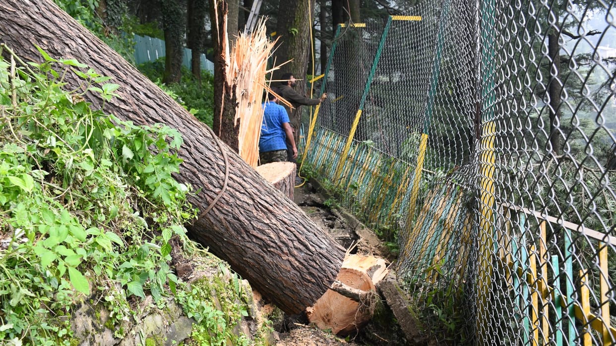 Green trees cutting Case in Chakrata Investigation committee has not yet been formed  Uttarakhand news