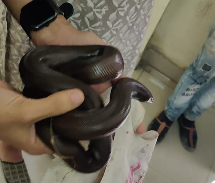 MP News: On Nag Panchami, NGO caught snake of sand buoy species, brought mouth stitched with thread