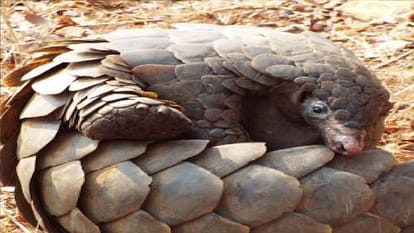 Accused arrested with pangolin worth 8 lakhs in Raipur Chhattisgarh