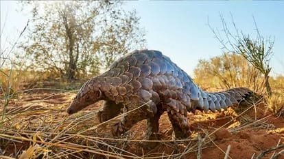 Accused arrested with pangolin worth 8 lakhs in Raipur Chhattisgarh
