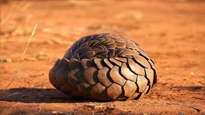 Accused arrested with pangolin worth 8 lakhs in Raipur Chhattisgarh