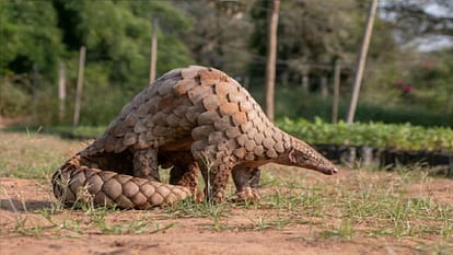 Accused arrested with pangolin worth 8 lakhs in Raipur Chhattisgarh