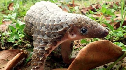 Accused arrested with pangolin worth 8 lakhs in Raipur Chhattisgarh