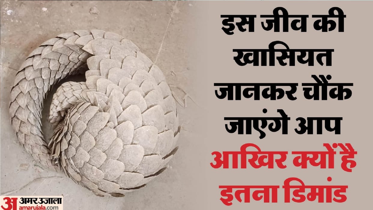 Accused arrested with pangolin worth 8 lakhs in Raipur Chhattisgarh