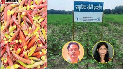 Kashi red ladyfinger will defeat cancer-sugar production in two bighas naturally