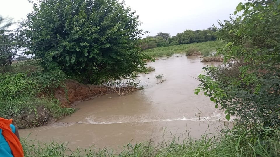 Acres of water filled due to canal break in Dadri, cotton and millet crops destroyed, farmers face hanging