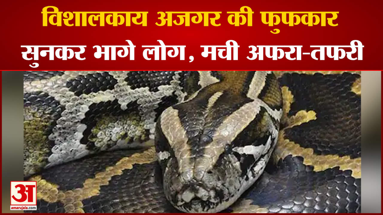 मडियादो में मिला विशालकाय अजगर