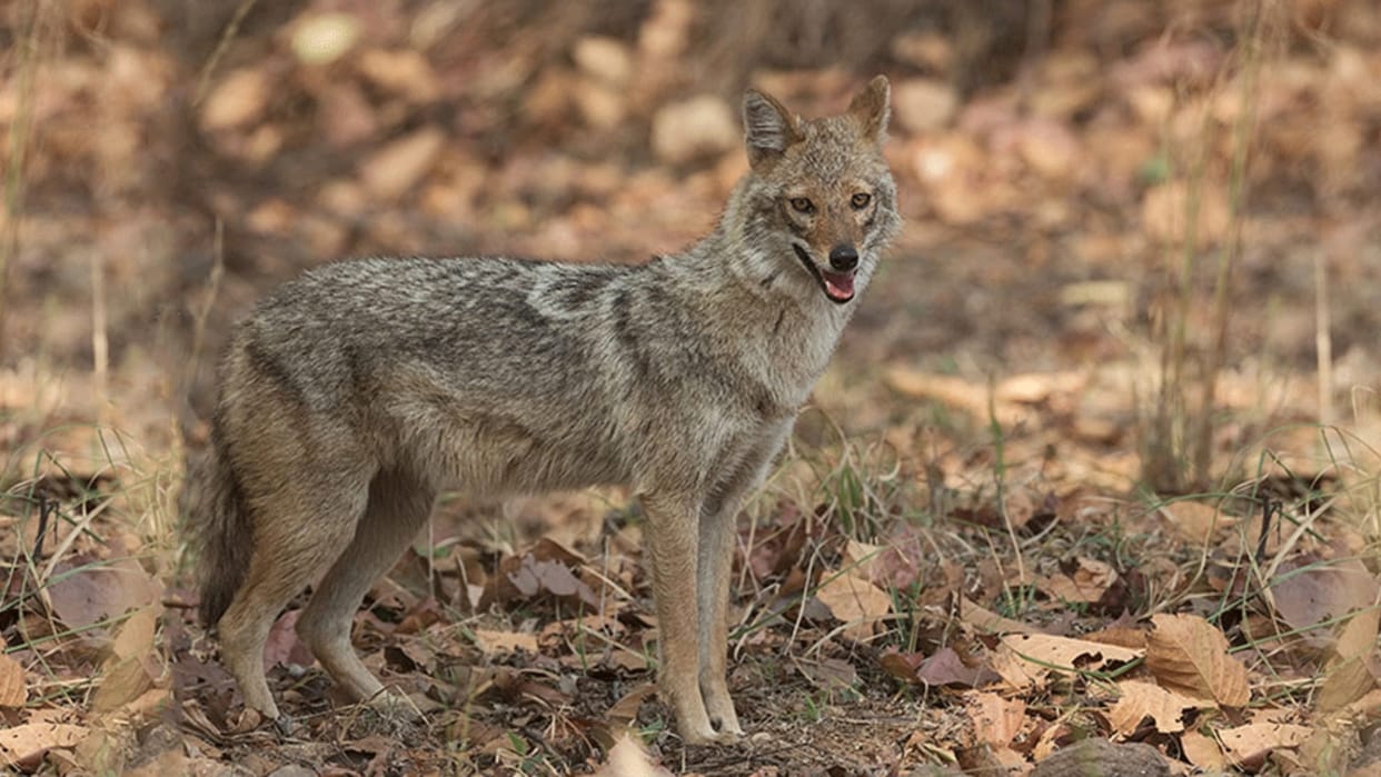 Neemuch: The teacher brutally killed the jackal, said- If I did not kill, the wild animal would have killed me