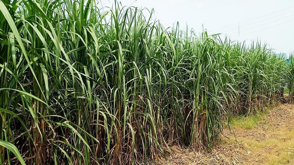 Teenager found unconscious in sugarcane field referred to district hospital