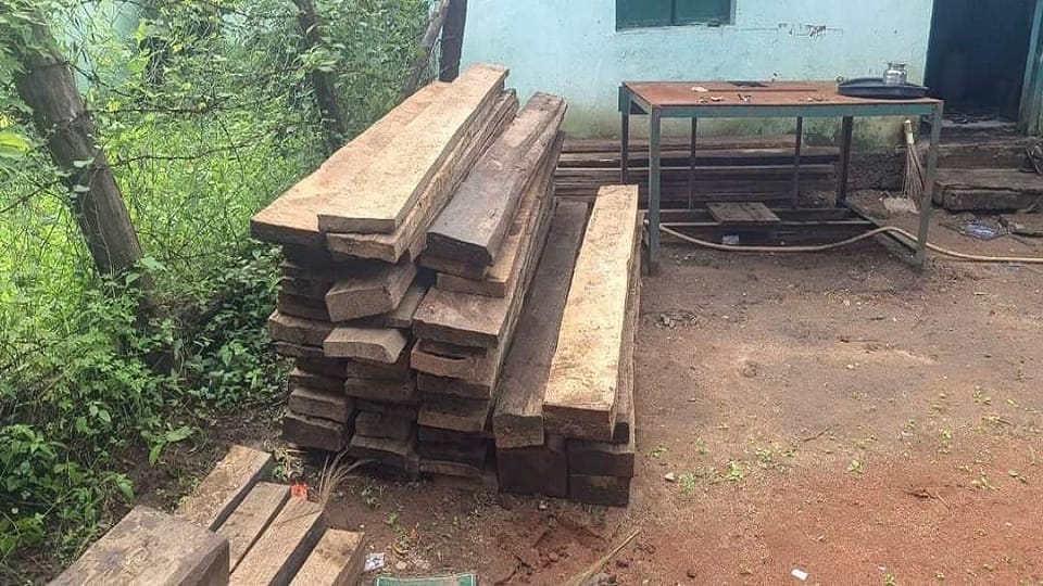 Teak worth 1.5 lakh recovered from Congress leader house in Bijapur