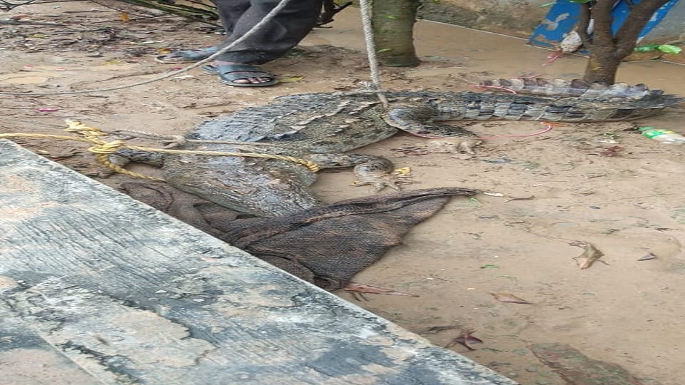 Crocodile entered the petrol pump