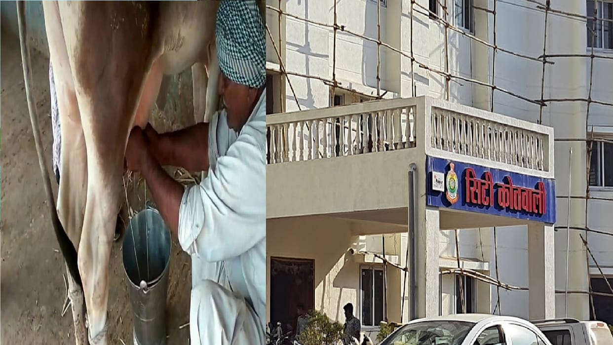 cow giving 1.5 kg milk instead of 5, accused of cheating in Raipur