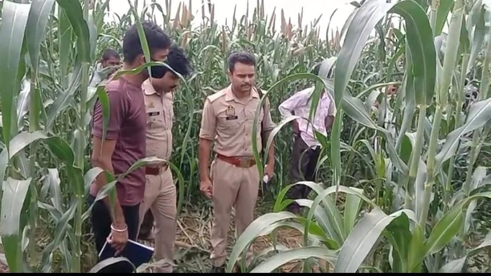 dead body of an old man was found in such a condition from the millet field, the villagers were shocked to see