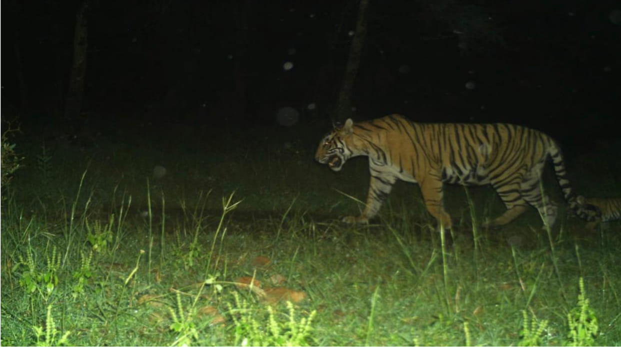 Rajasthan Good news from Ranthambore Tiger Reserve tigress T-107 Sultana gave birth to cubs