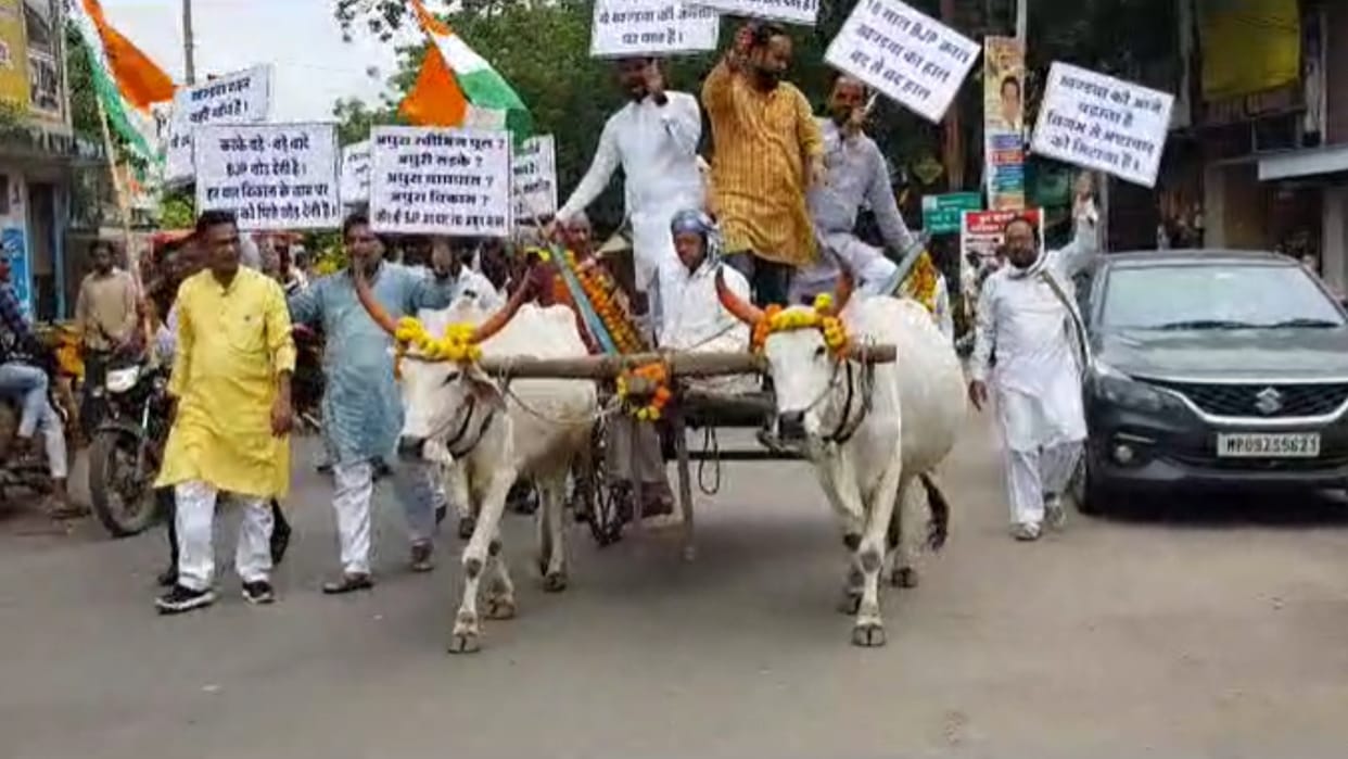 Khandwa News: Congress councilor reached the corporation by bullock cart to discuss the budget