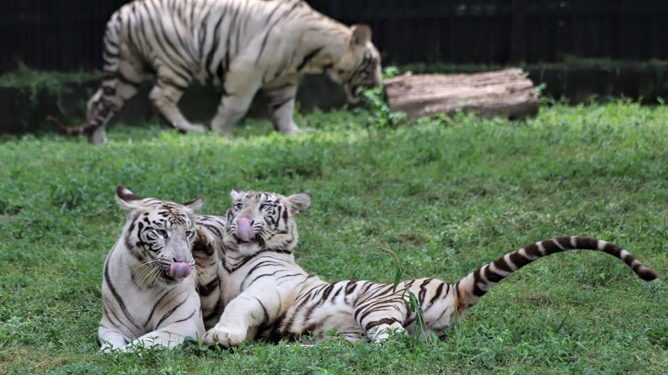 Delhi Hindi News First birthday of white tiger Vyom Avni