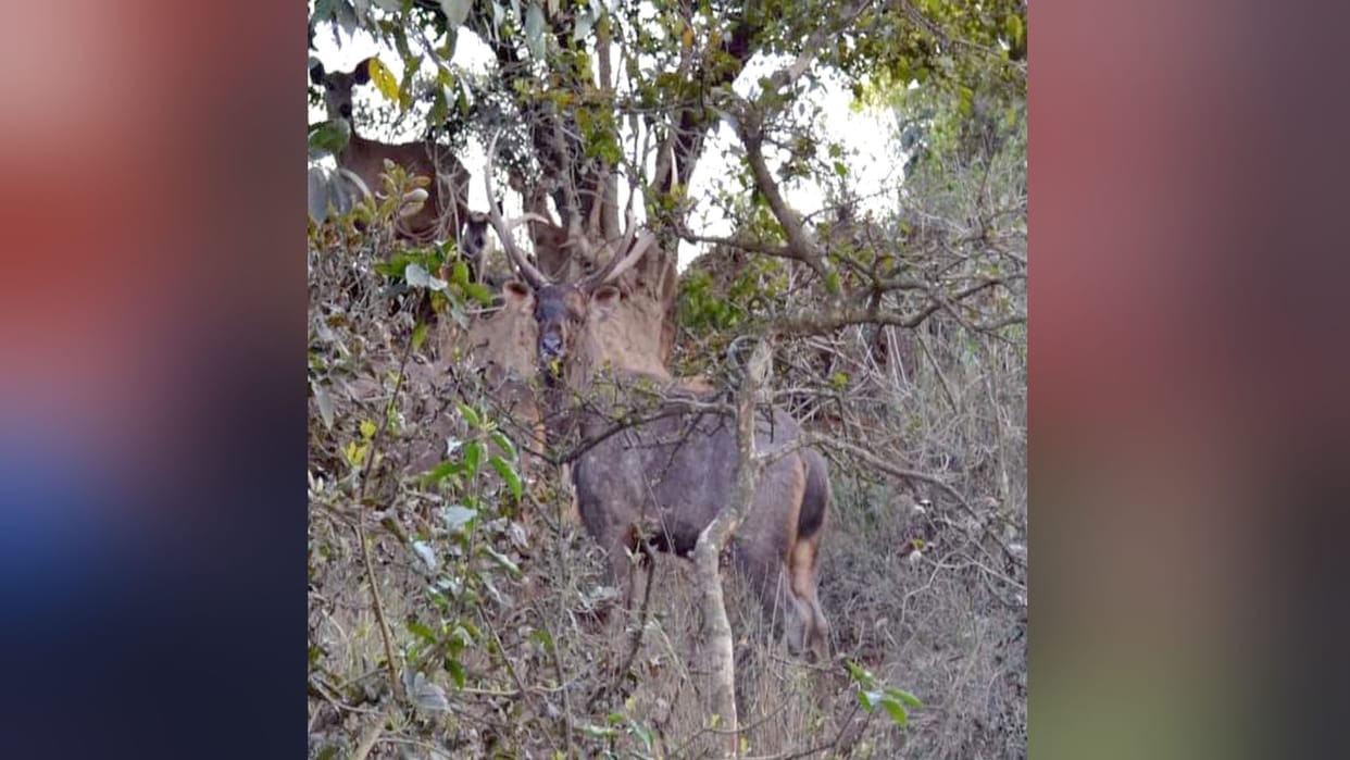 Amar Ujala Special Report: A breeding center for reindeer will built at Hastinapur of Meerut