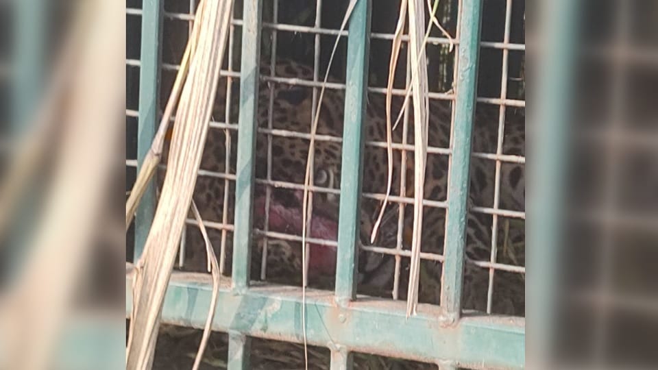 Bijnor News Cannibal Guldar trapped in cage
