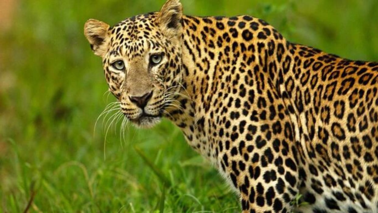 Chhindwara News: Leopard hunted deer in residential area, panic among people