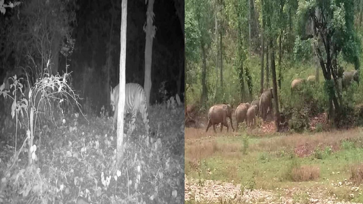 Tiger's footsteps caught on camera again in Simbalbara, experts consider it auspicious sign