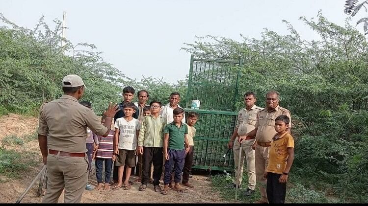 तेंदुए का आतंक: चंबल के बीहड़ किनारे गांवों में दहशत, दुधारू पशुओं का कर रहा शिकार; घरों में कैद ग्रामीण