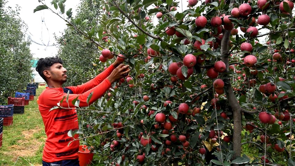 Apples in Kashmir: Hybrid apples come market in Kashmir horticulturist happy with good crops