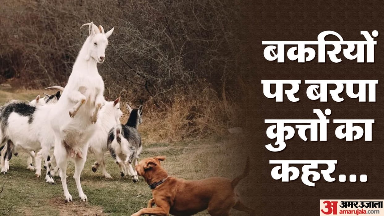 dogs attacked goats in Greater Noida 12 goats died