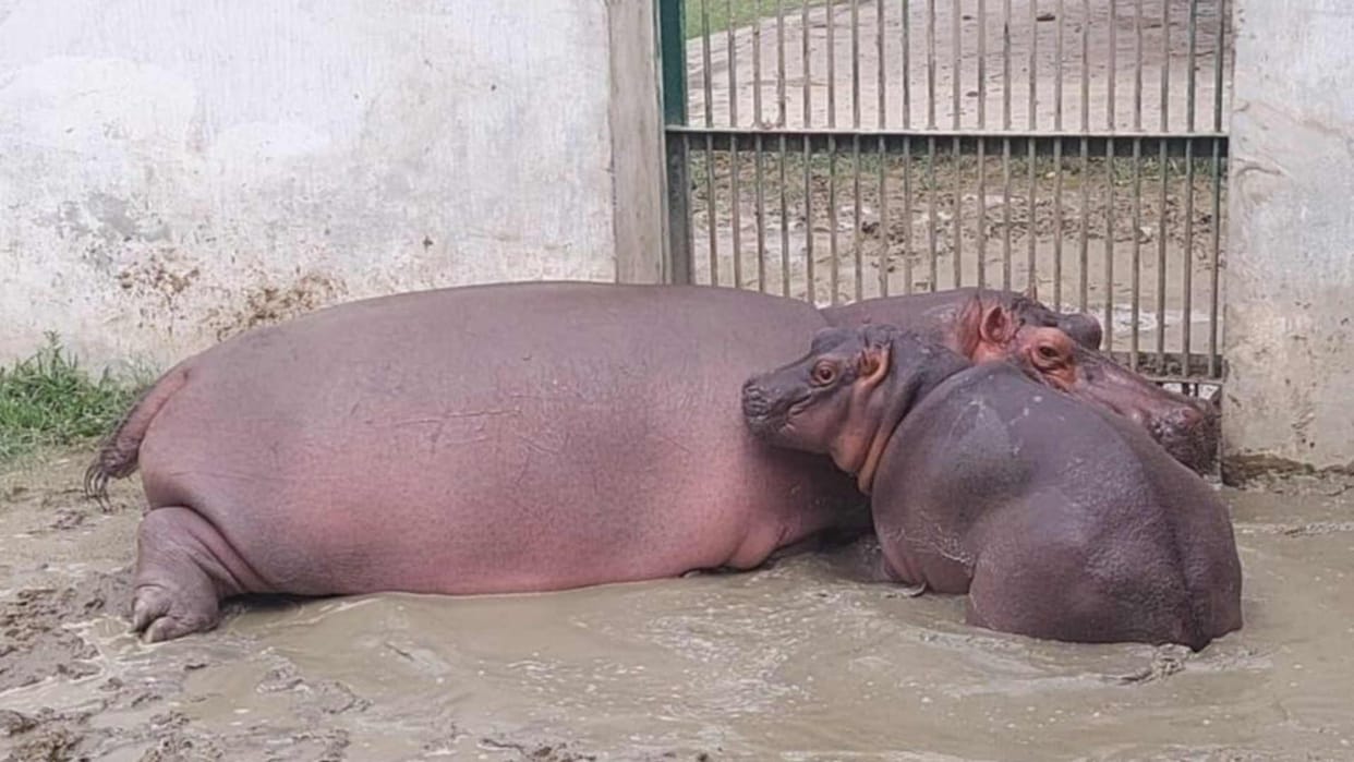 Answer of PCCF on naming of hippopotamus in Gorakhpur