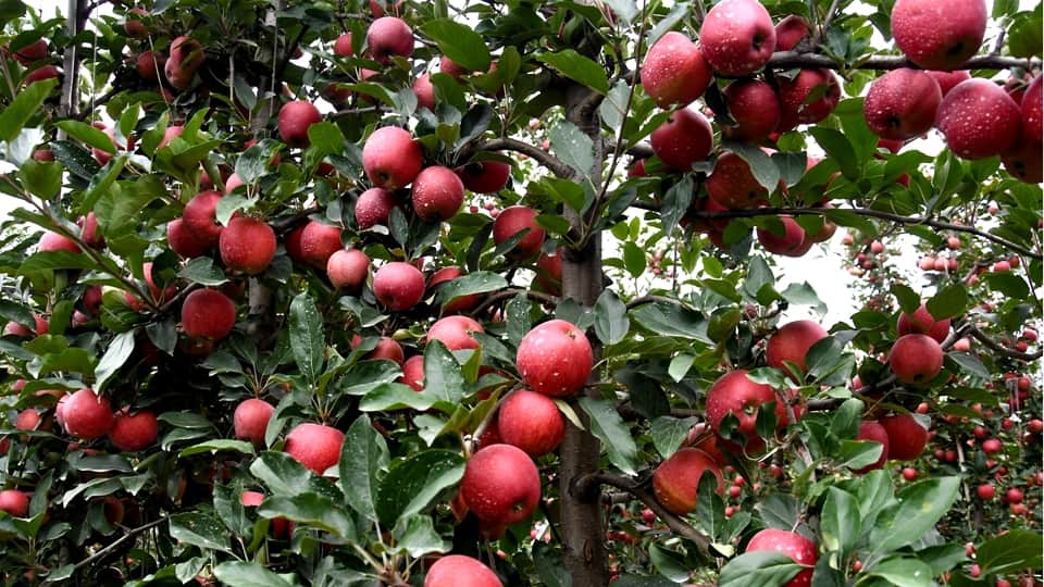 Apples in Kashmir: Hybrid apples come market in Kashmir horticulturist happy with good crops