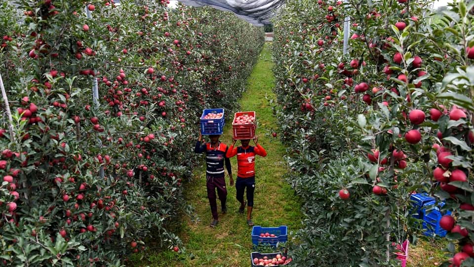 Apples in Kashmir: Hybrid apples come market in Kashmir horticulturist happy with good crops