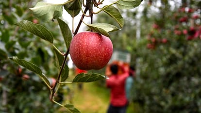Apples in Kashmir: All cold storage units in Kashmir are full, 20 lakh metric tons of apples are produced year