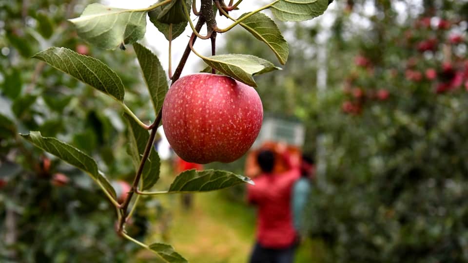 Apples in Kashmir: Hybrid apples come market in Kashmir horticulturist happy with good crops