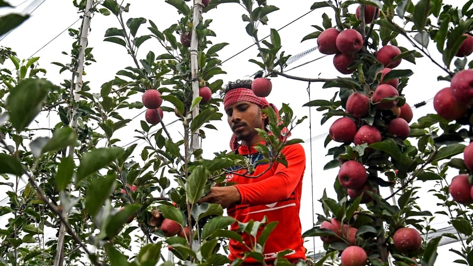 Apples in Kashmir: Hybrid apples come market in Kashmir horticulturist happy with good crops
