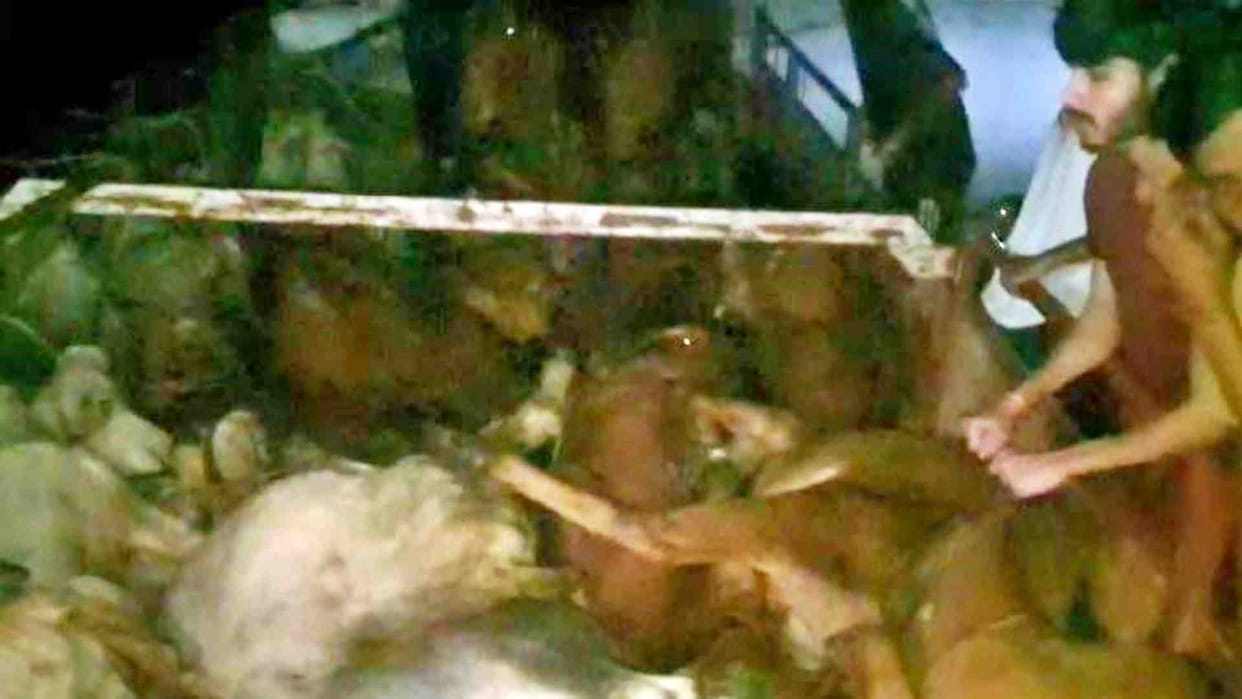 Cow protectors caught a truck full of cattle in Ajmer