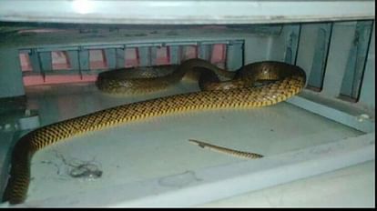 cobra-looking snake hiding in fridge Sensation flew away after seeing