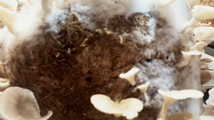 Cobweb disease in mushrooms 35 Percent crop Damaged