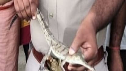 baby Alligator got trapped in net Instead of fish in forest department team left it back in ganga