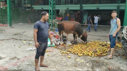 Himachal Pradesh farmers throw Vegetables and fruits on Road Amid Disaster