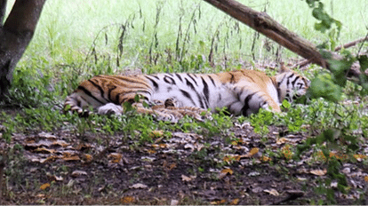 Tigress Jamuna gave birth to three cubs indore zoo