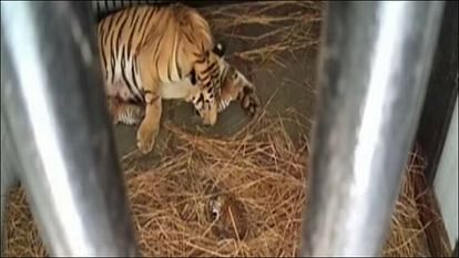 Tigress gives birth to three cubs at Bengal Safari Park in Siliguri