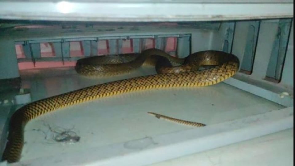 cobra-looking snake hiding in fridge Sensation flew away after seeing