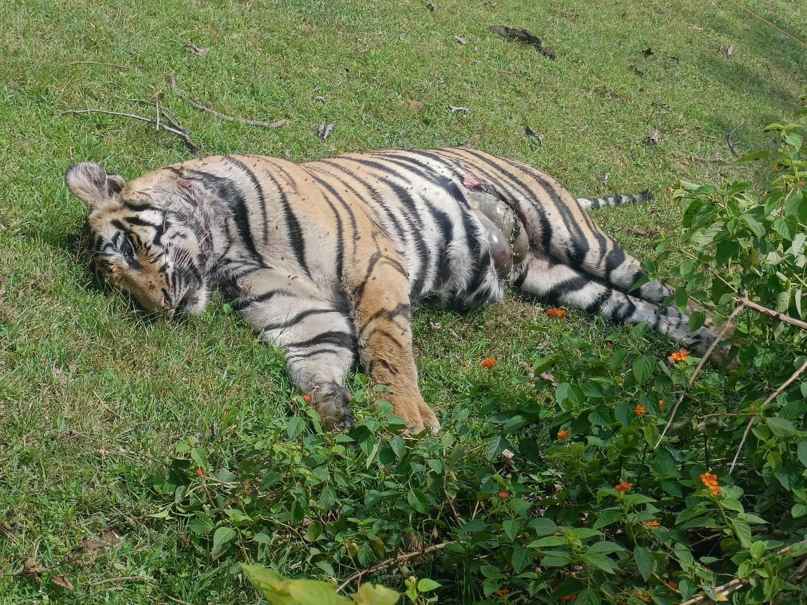 Bandhavgarh Tiger Reserve: Death of tigress in suspicious circumstances, reason being told for mutual fight