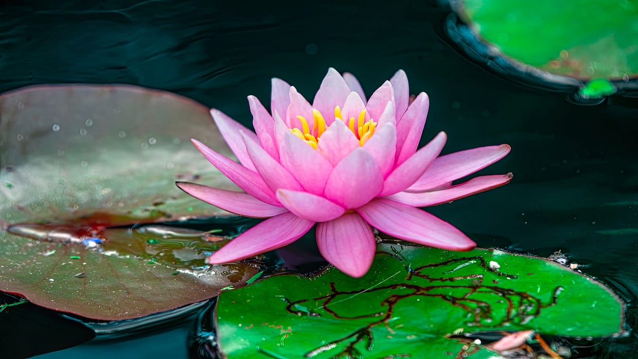 Gardening Tips To Grow Lotus Plant At Home easily in Hindi