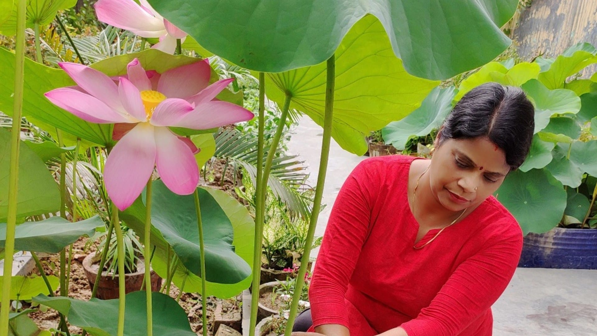 Gardening Tips To Grow Lotus Plant At Home easily in Hindi