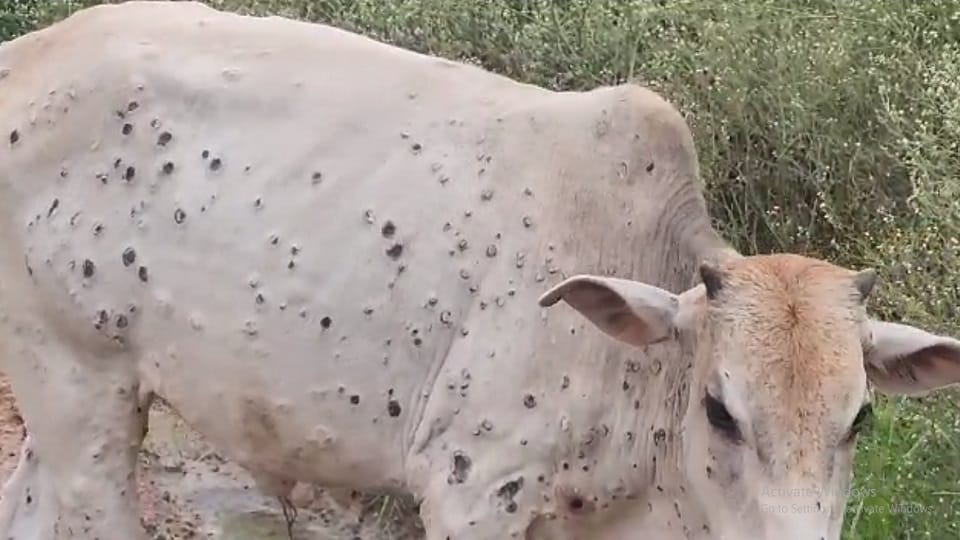 Lumpy virus spreads cattle affected by virus roaming in the streets