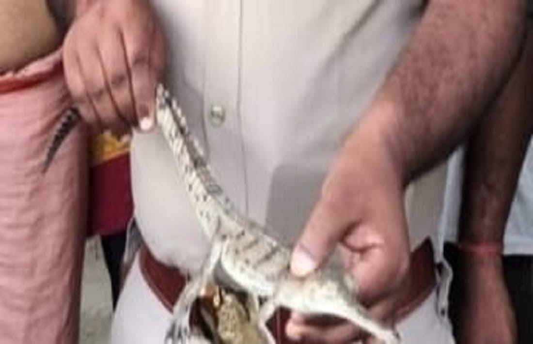 baby Alligator got trapped in net Instead of fish in forest department team left it back in ganga